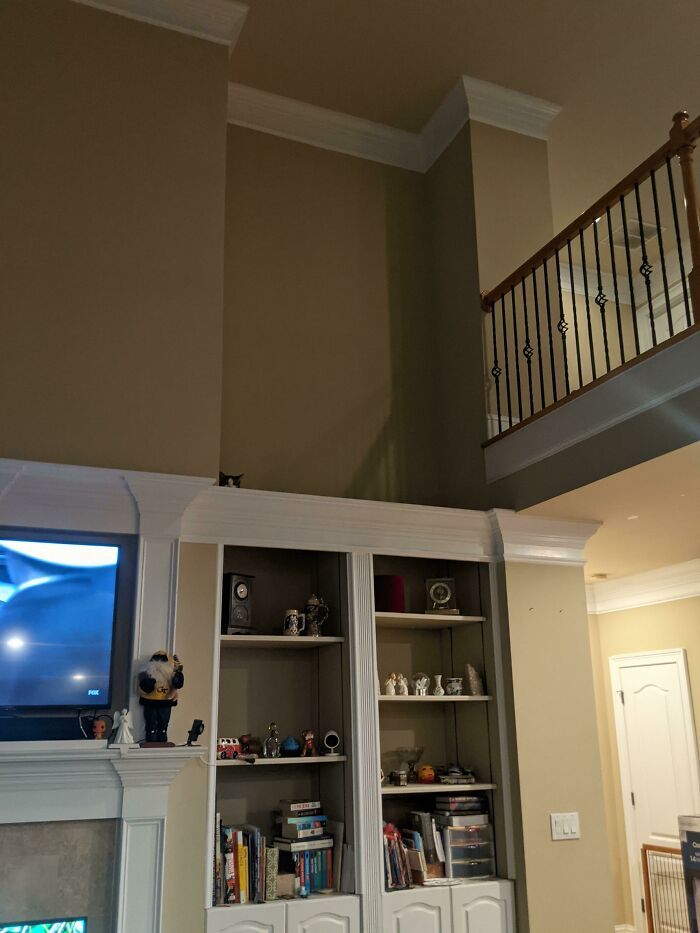 31 gatos aventureiros que se escondem nos lugares mais inusitados! 14