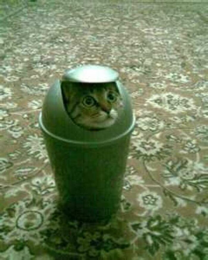 31 gatos aventureiros que se escondem nos lugares mais inusitados! 16