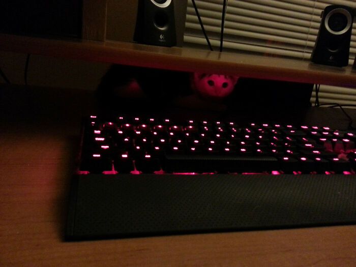 31 gatos aventureiros que se escondem nos lugares mais inusitados! 18