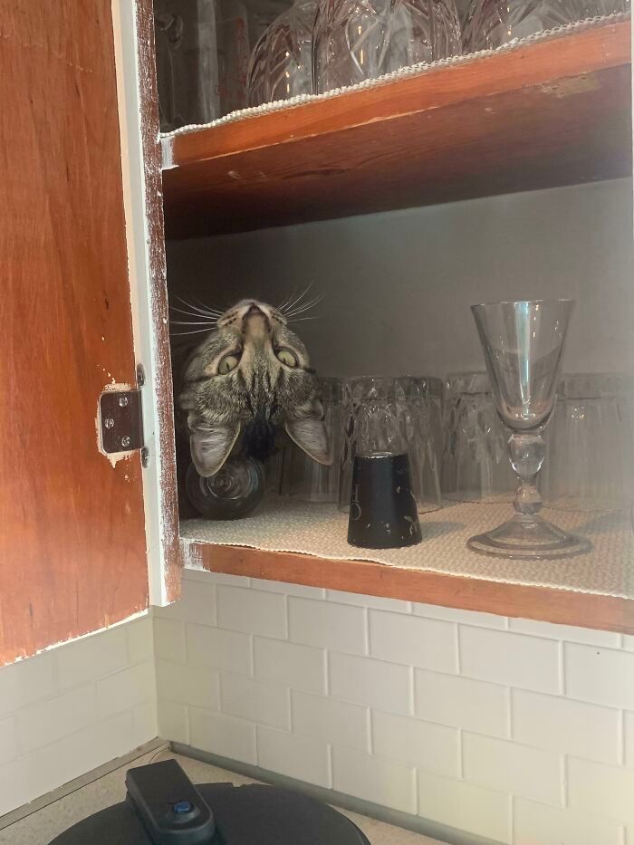 31 gatos aventureiros que se escondem nos lugares mais inusitados! 19