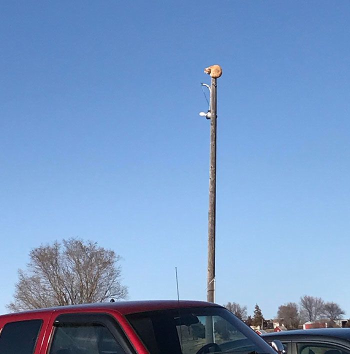 31 gatos aventureiros que se escondem nos lugares mais inusitados! 22