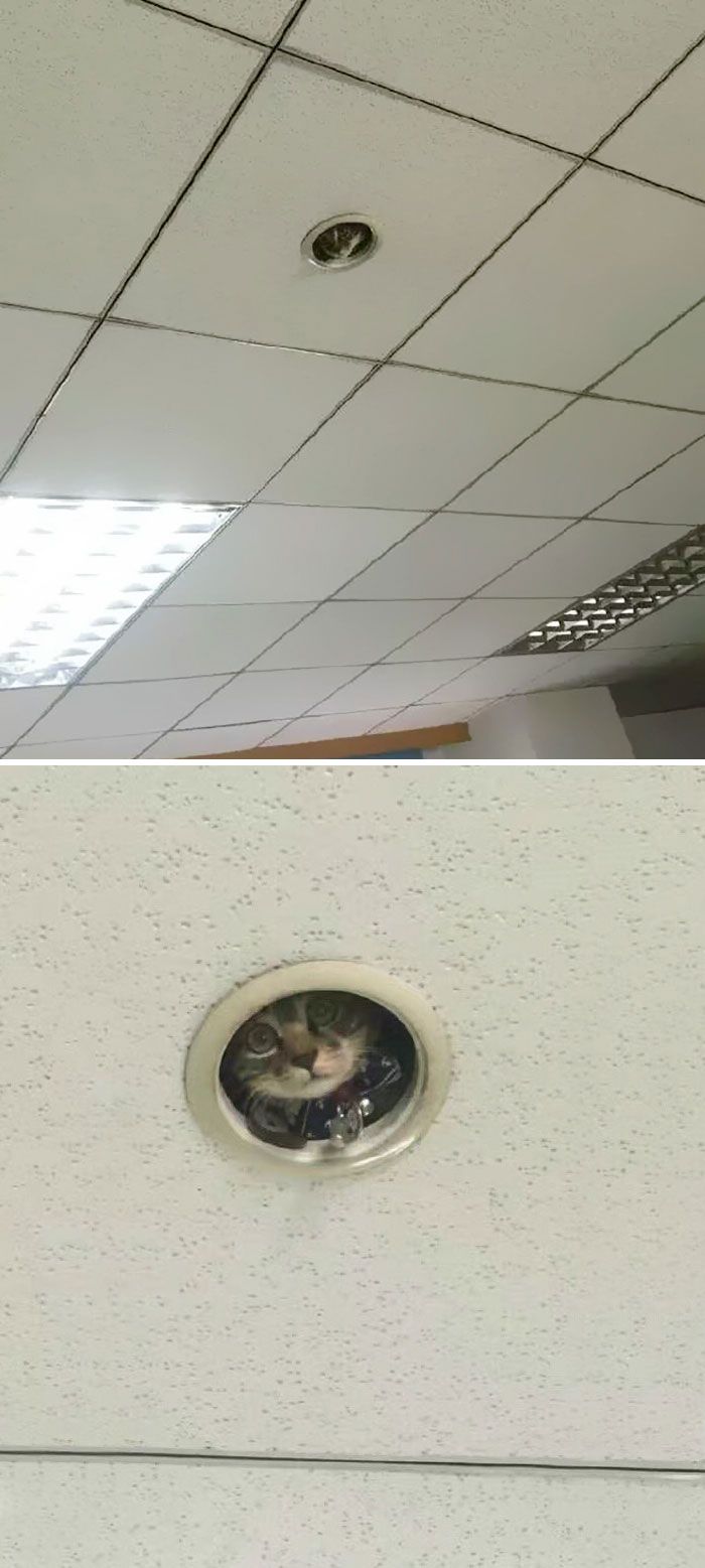 31 gatos aventureiros que se escondem nos lugares mais inusitados! 30