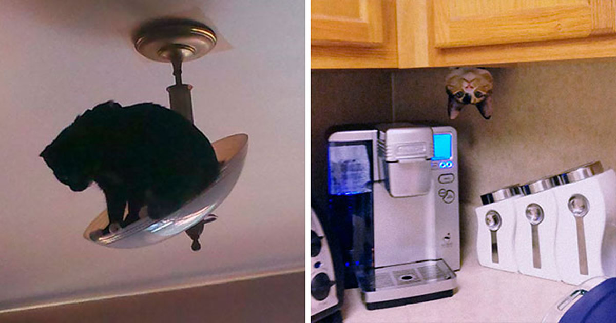 31 gatos aventureiros que se escondem nos lugares mais inusitados!