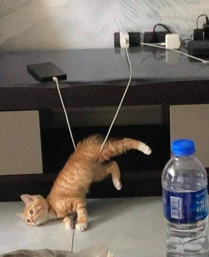 15 momentos desajeitados de animais de estimação pego pela câmera 1