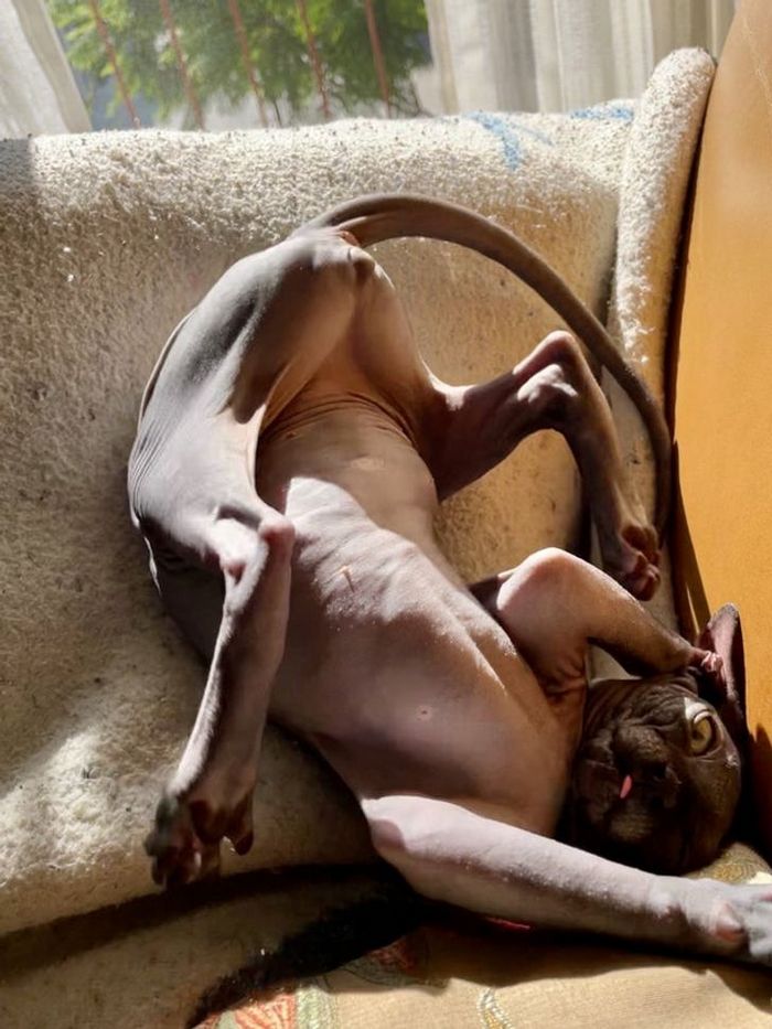 15 momentos desajeitados de animais de estimação pego pela câmera 2