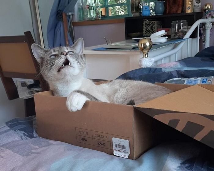 15 momentos desajeitados de animais de estimação pego pela câmera 3