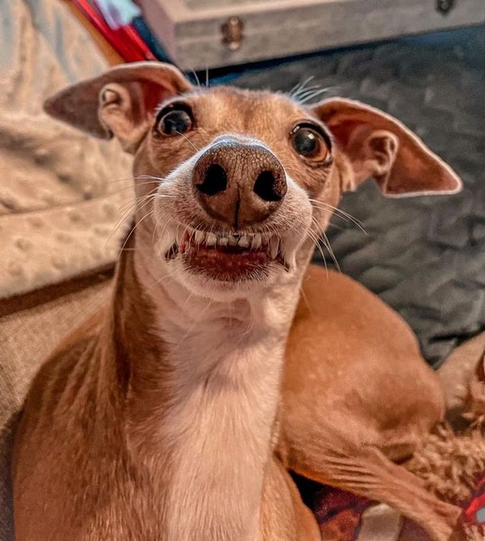 15 momentos desajeitados de animais de estimação pego pela câmera 4