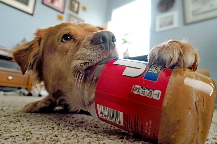 15 momentos desajeitados de animais de estimação pego pela câmera 5