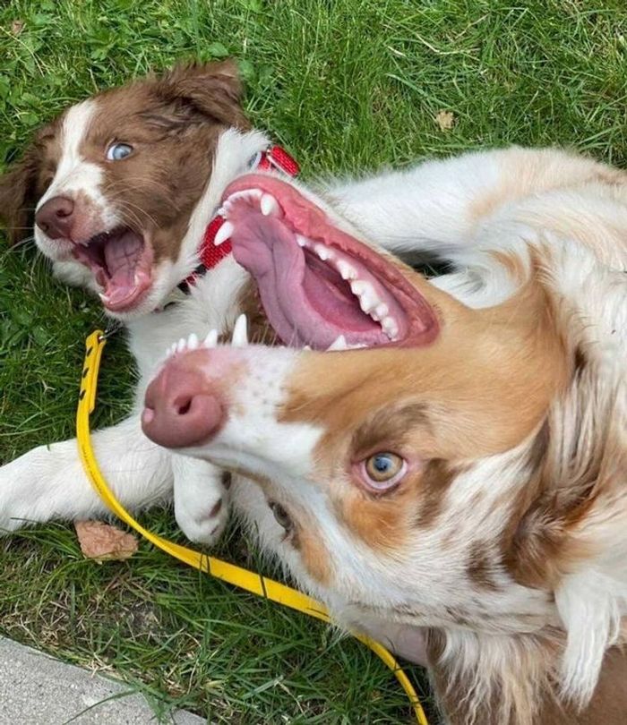 15 momentos desajeitados de animais de estimação pego pela câmera 6