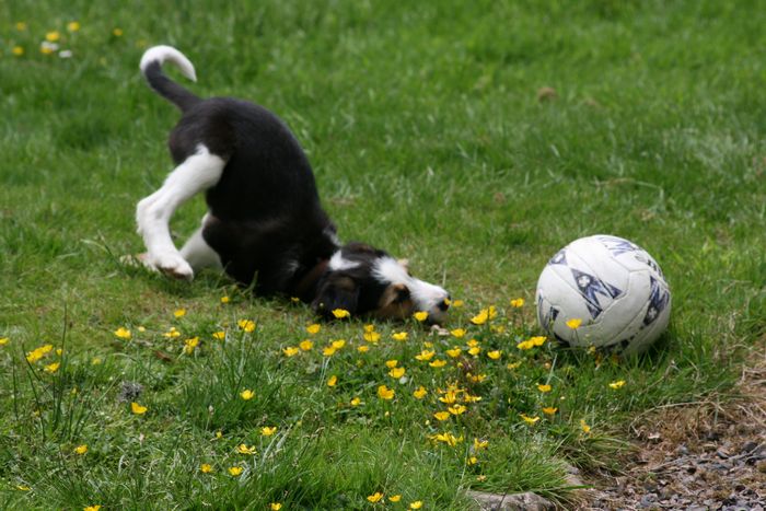 15 momentos desajeitados de animais de estimação pego pela câmera 8