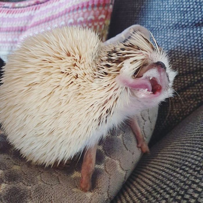 15 momentos desajeitados de animais de estimação pego pela câmera 9