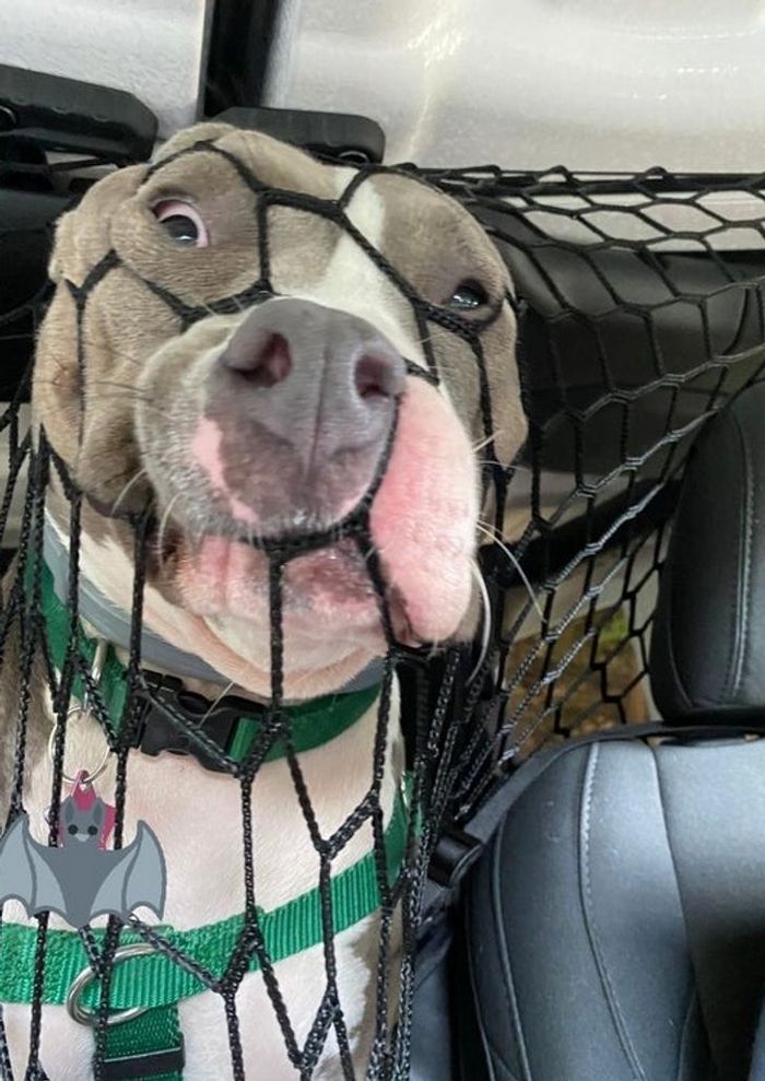 15 momentos desajeitados de animais de estimação pego pela câmera 11