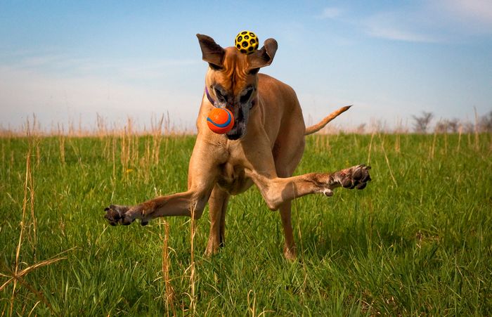 15 momentos desajeitados de animais de estimação pego pela câmera 12