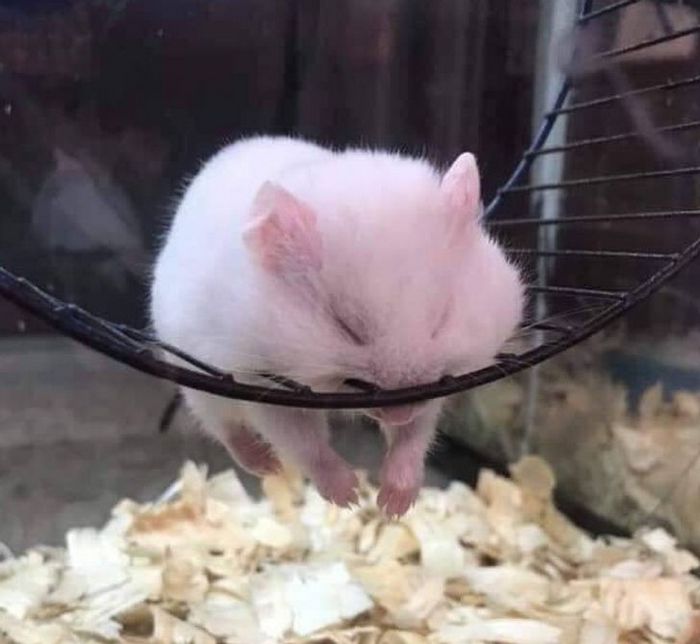 15 momentos desajeitados de animais de estimação pego pela câmera 13