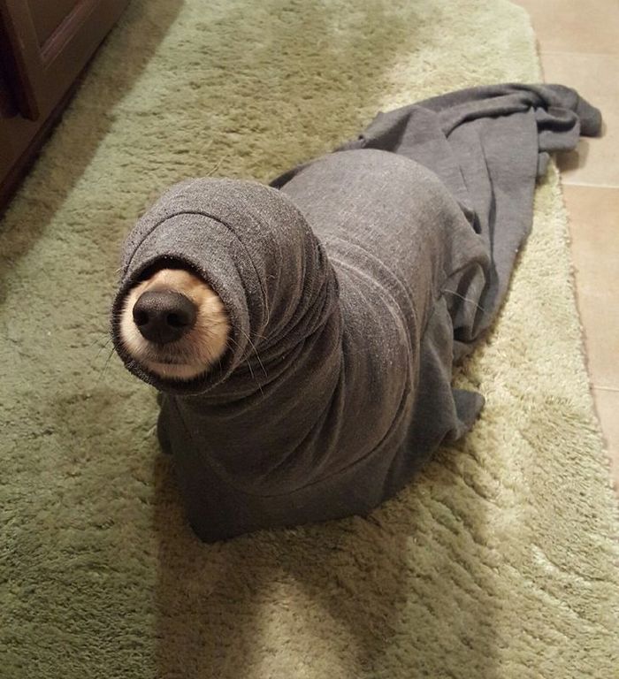 15 momentos desajeitados de animais de estimação pego pela câmera 14