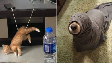 15 momentos desajeitados de animais de estimação pego pela câmera 9