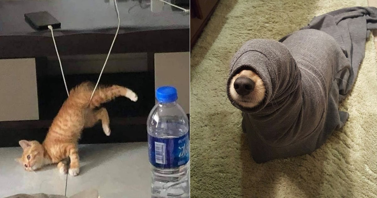 15 momentos desajeitados de animais de estimação pego pela câmera