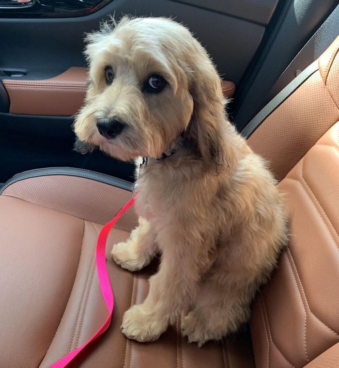 22 reações de animais que fizeram algo pela primeira vez são hilárias 2