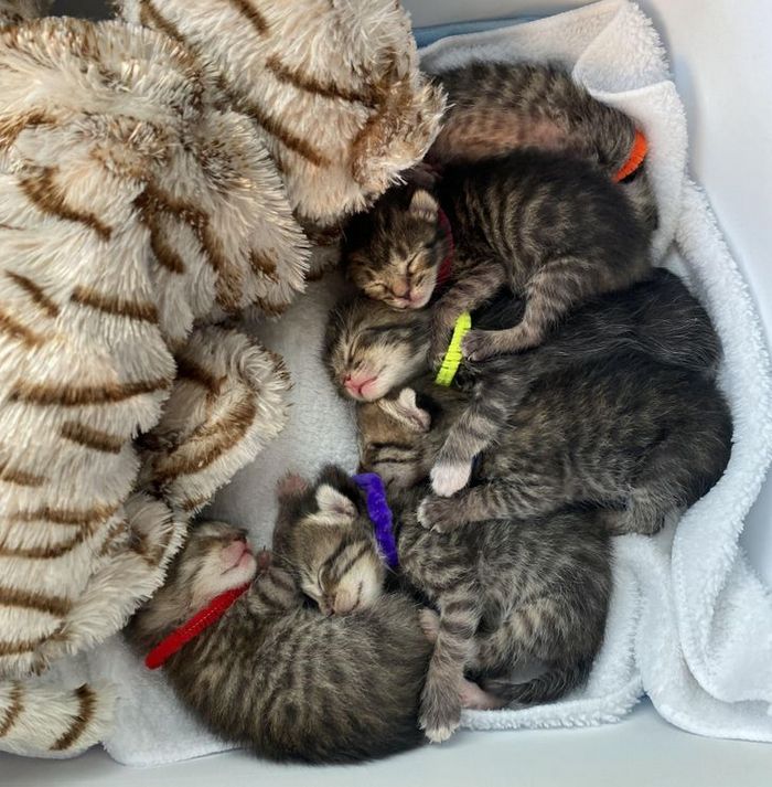 22 reações de animais que fizeram algo pela primeira vez são hilárias 3