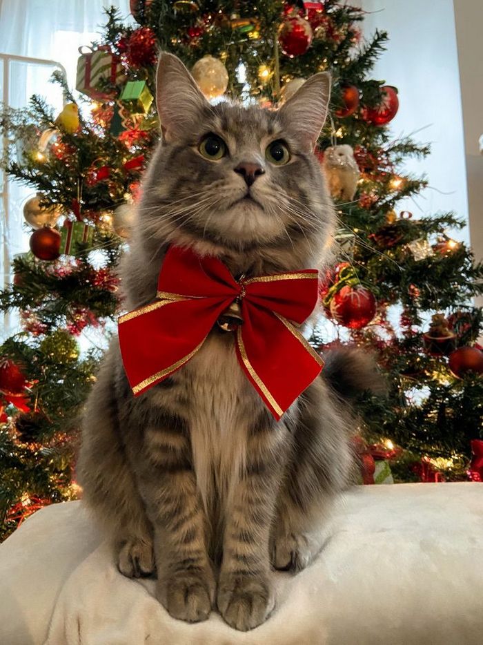 22 reações de animais que fizeram algo pela primeira vez são hilárias 4