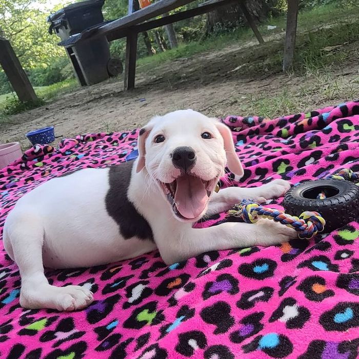 22 reações de animais que fizeram algo pela primeira vez são hilárias 8