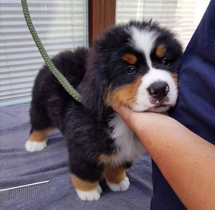 22 reações de animais que fizeram algo pela primeira vez são hilárias 10