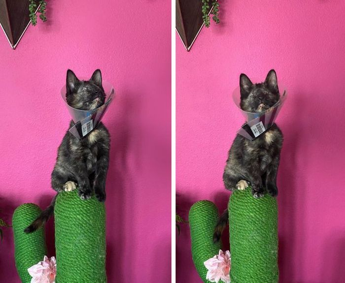 22 reações de animais que fizeram algo pela primeira vez são hilárias 11