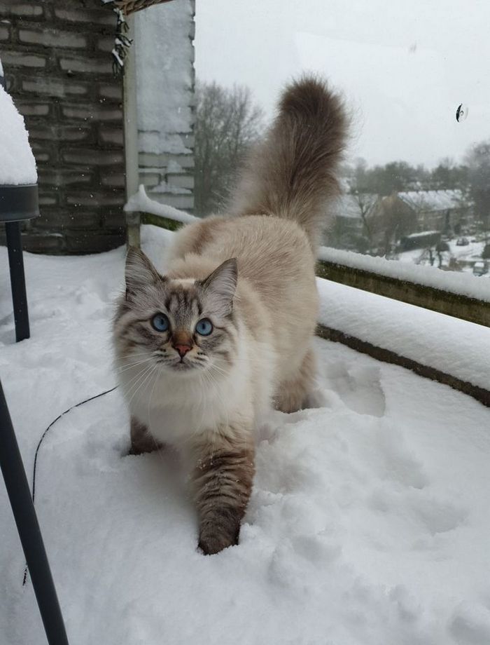 22 reações de animais que fizeram algo pela primeira vez são hilárias 14