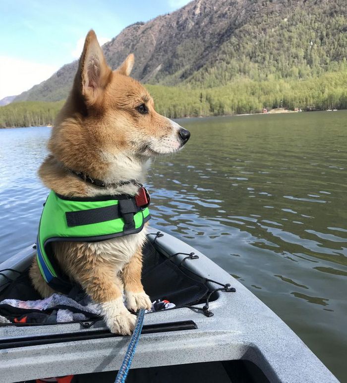 22 reações de animais que fizeram algo pela primeira vez são hilárias 16