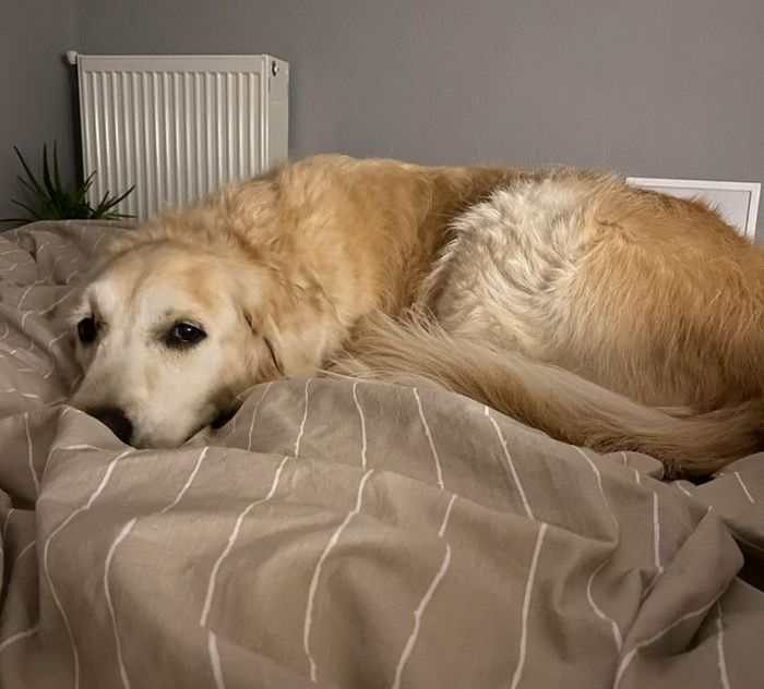 22 reações de animais que fizeram algo pela primeira vez são hilárias 17