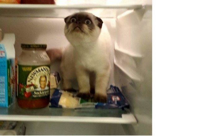 22 reações de animais que fizeram algo pela primeira vez são hilárias 22