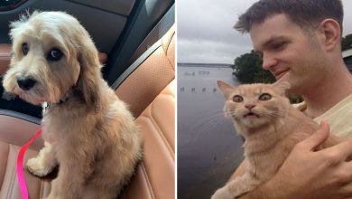 22 reações de animais que fizeram algo pela primeira vez são hilárias 33