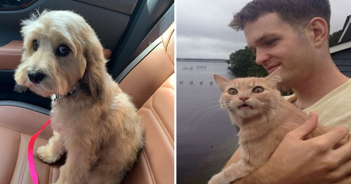 22 reações de animais que fizeram algo pela primeira vez são hilárias
