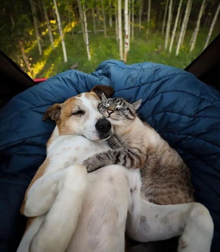 Se você está se sentindo para baixo, essas 21 fotos benéficas podem levantar você 16