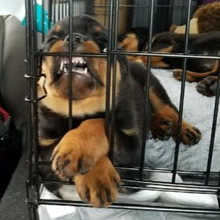 15 fotos que provam que preguiça é uma palavra de 4 pernas