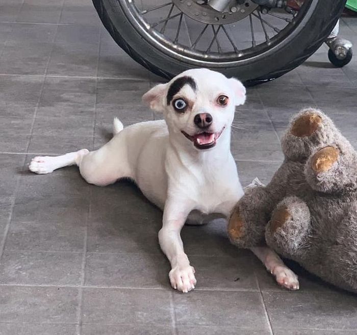 17 animais que a mãe natureza se divertiu muito criando 1