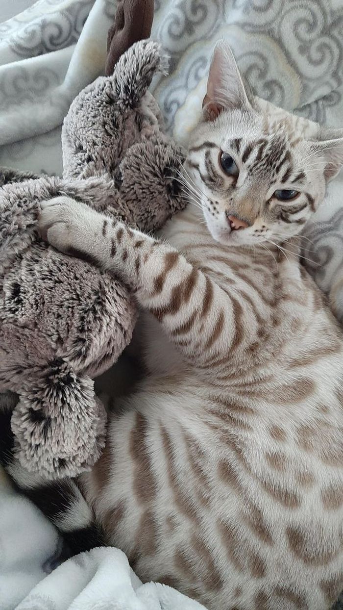 17 animais que a mãe natureza se divertiu muito criando 2