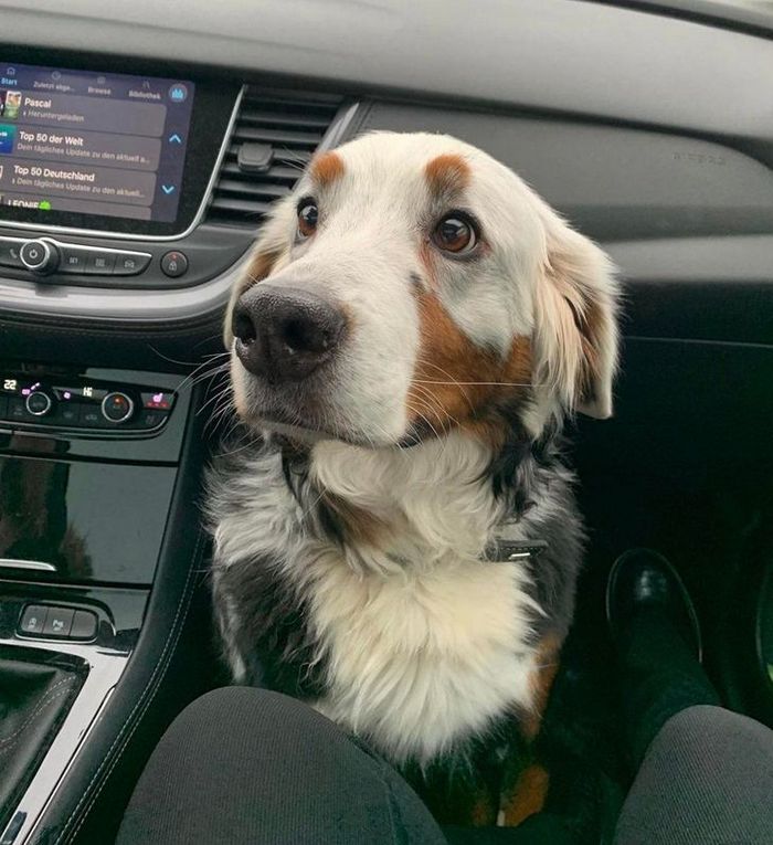 17 animais que a mãe natureza se divertiu muito criando 3