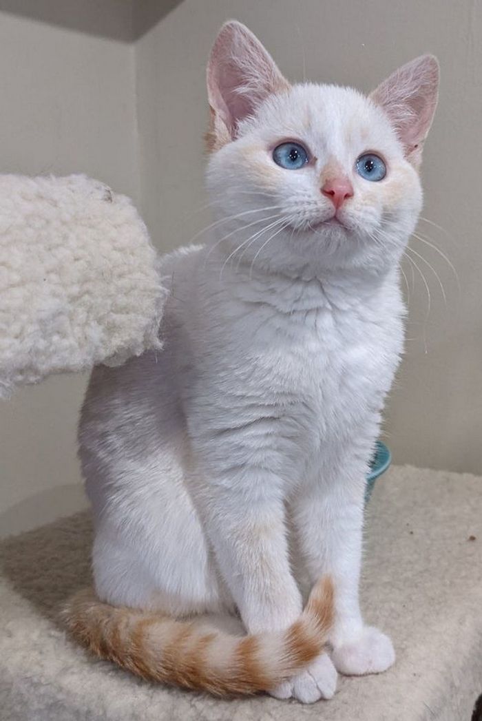 17 animais que a mãe natureza se divertiu muito criando 4