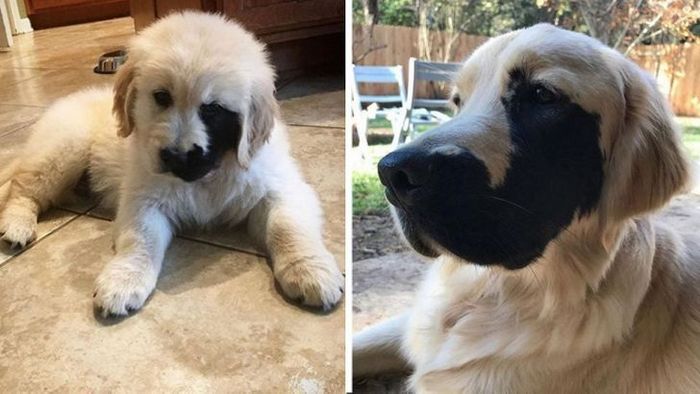 17 animais que a mãe natureza se divertiu muito criando 5