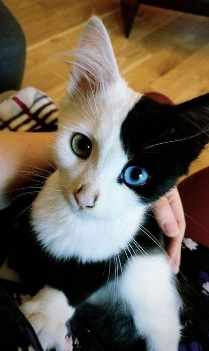 17 animais que a mãe natureza se divertiu muito criando 6