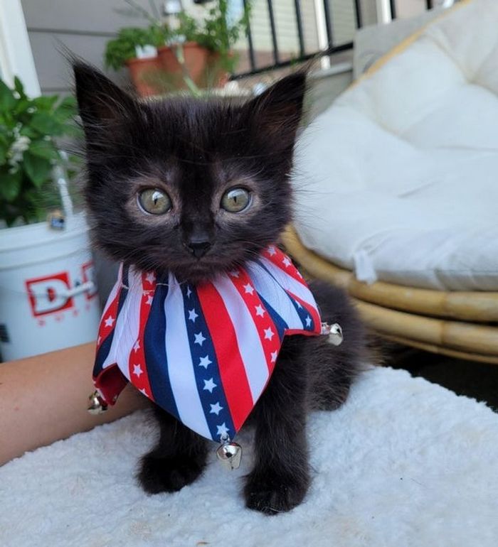 17 animais que a mãe natureza se divertiu muito criando 7