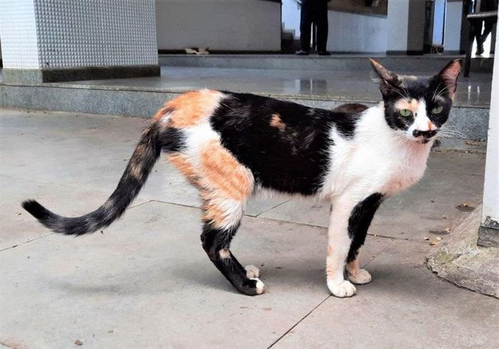 17 animais que a mãe natureza se divertiu muito criando 8