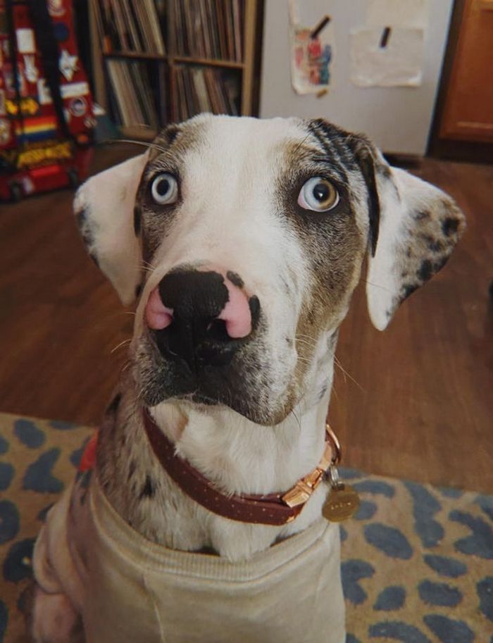 17 animais que a mãe natureza se divertiu muito criando 9