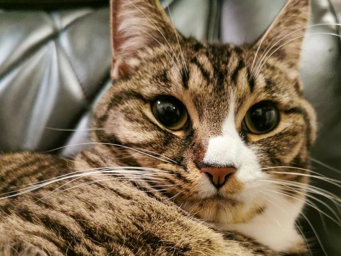 17 animais que a mãe natureza se divertiu muito criando 10