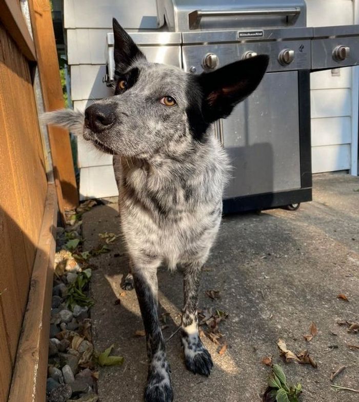 17 animais que a mãe natureza se divertiu muito criando 12