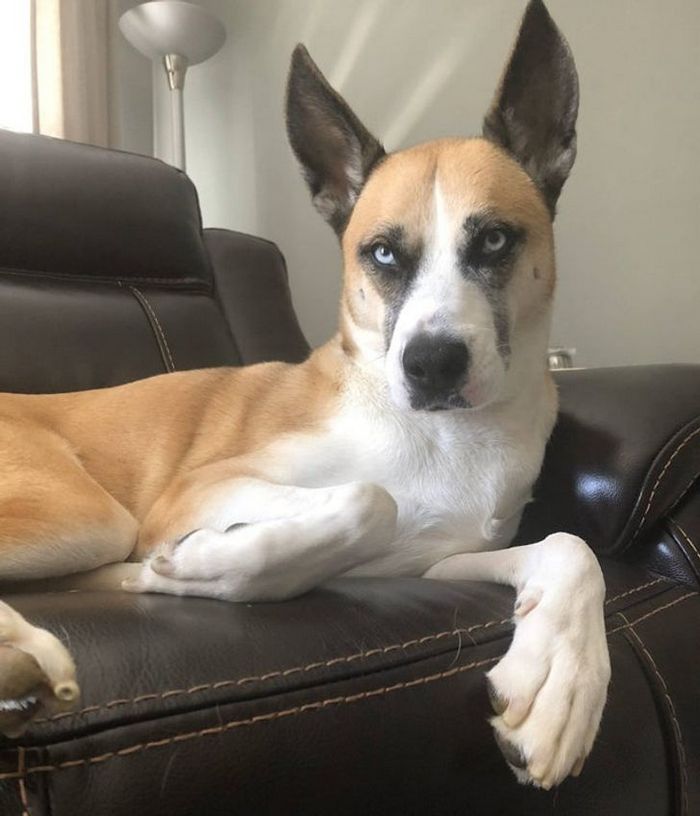 17 animais que a mãe natureza se divertiu muito criando 13