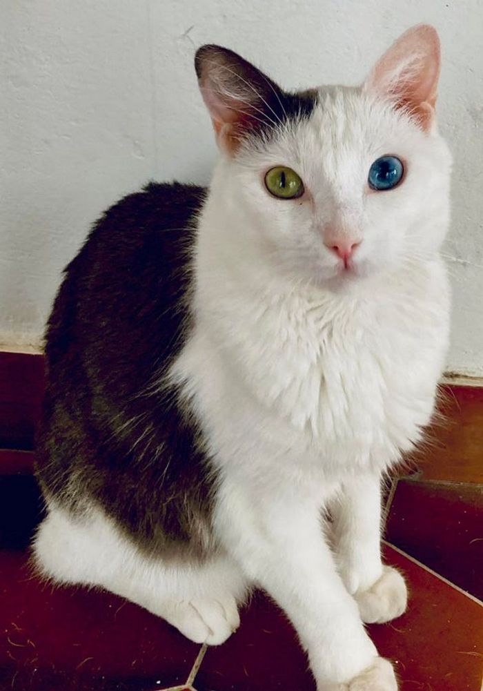 17 animais que a mãe natureza se divertiu muito criando 15