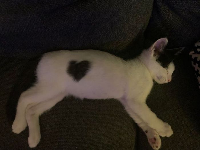 17 animais que a mãe natureza se divertiu muito criando 16