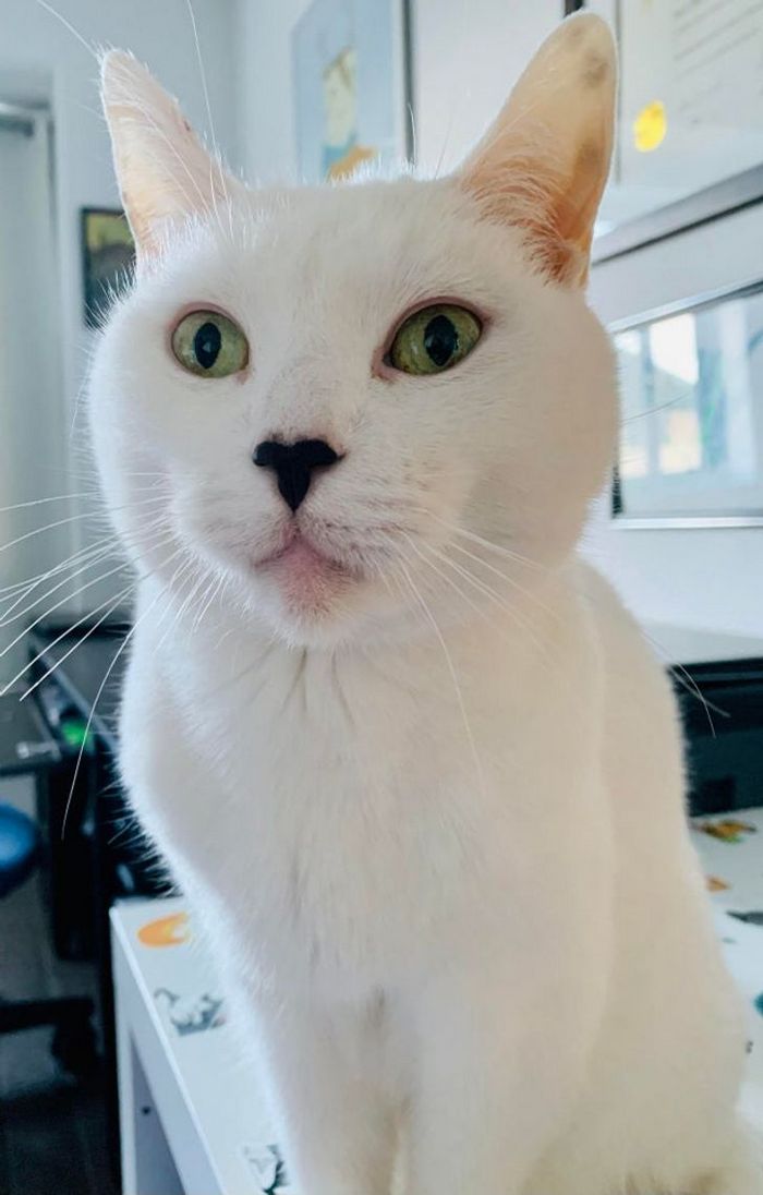 17 animais que a mãe natureza se divertiu muito criando 17